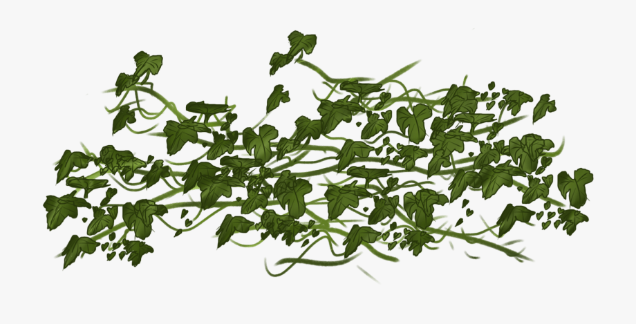 Ivy clipart vine. Vines portable network graphics