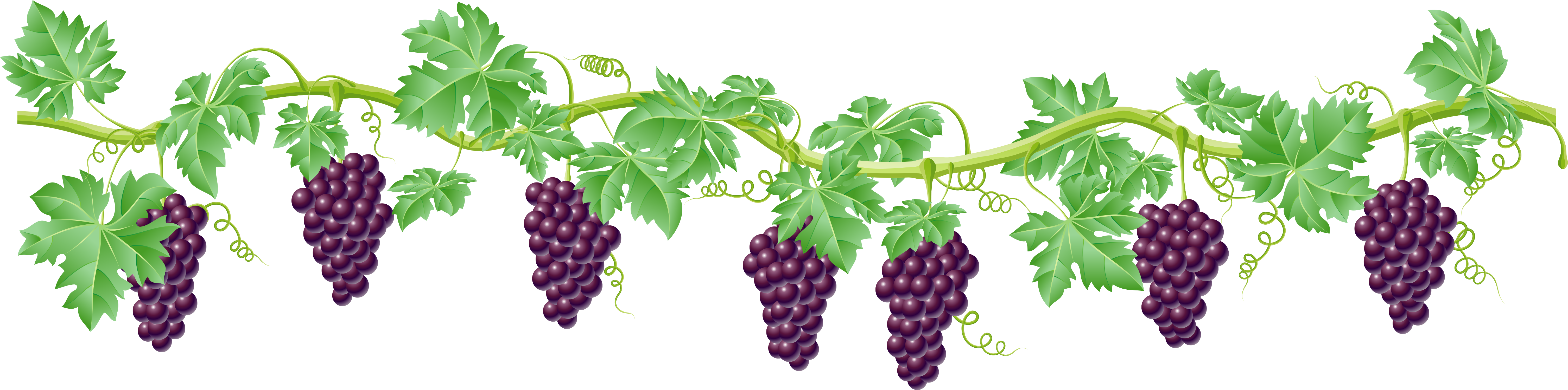 Grape clipart green item. Pin by jadwiga on