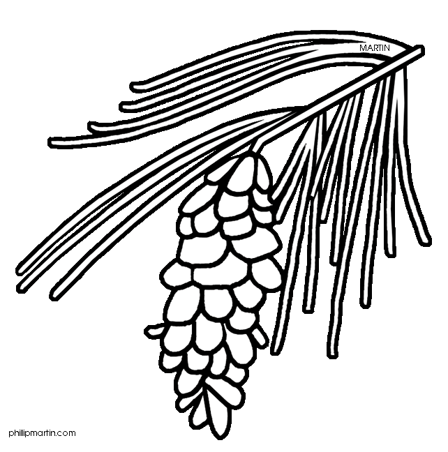 Cone clipart coloring page. Pine drawing at getdrawings