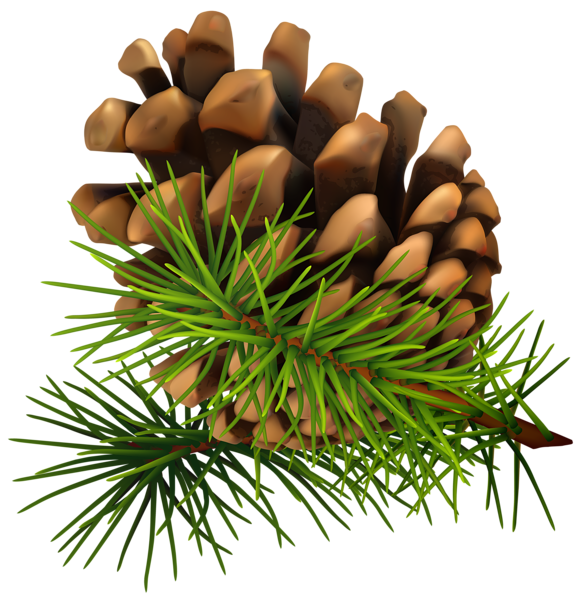 mistletoe clipart pine