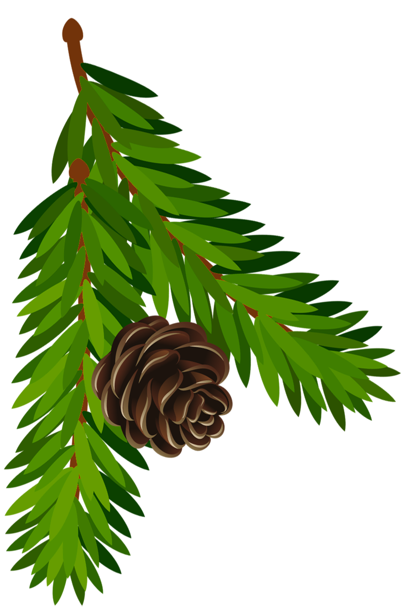 pinecone clipart greens