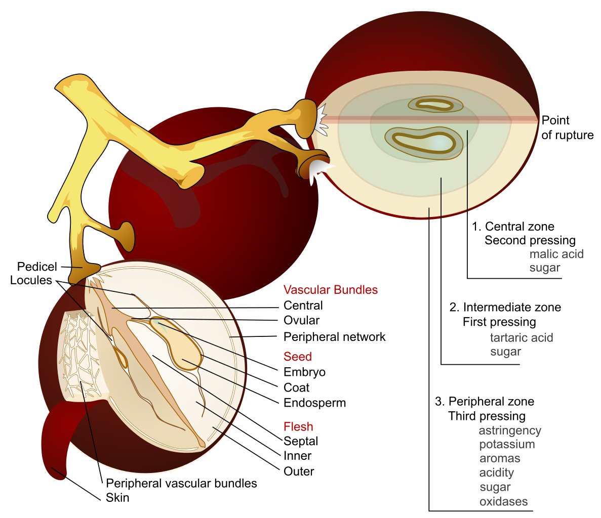 Skin clipart skin diagram. Collection of free confixed