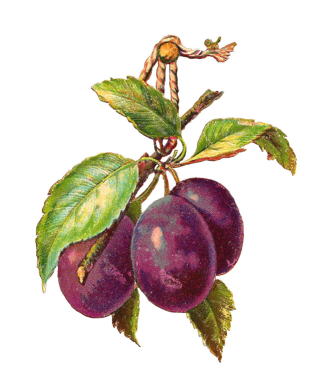 plum clipart prunes