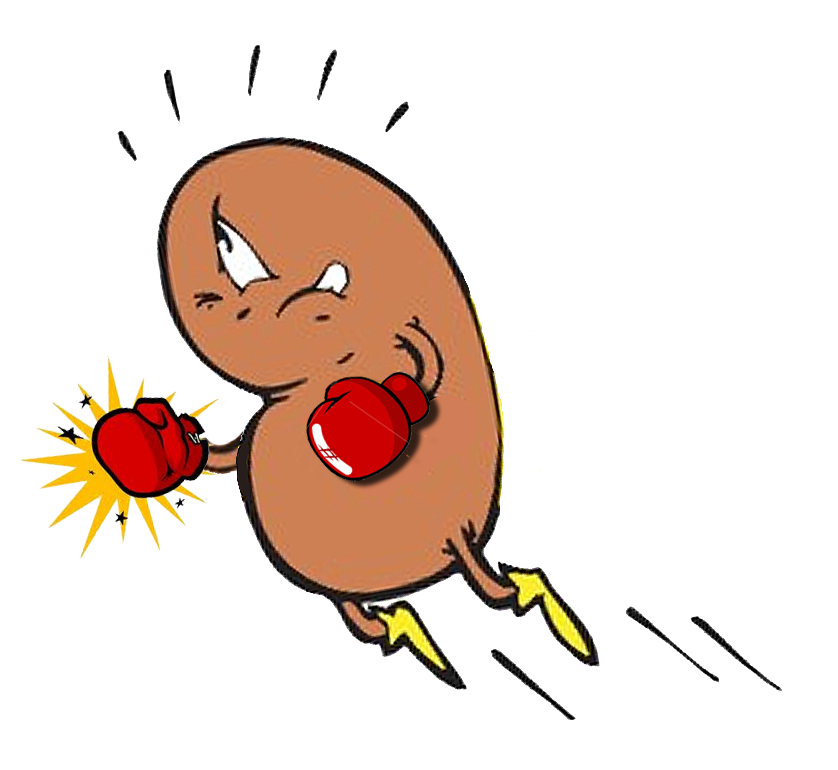 Kidney clipart kidney function. Cartoons http www pic