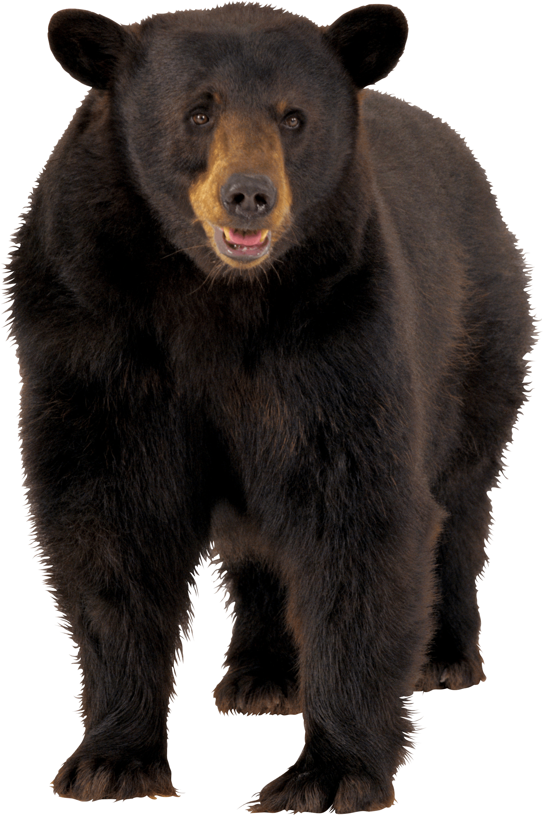 clipart bear transparent background