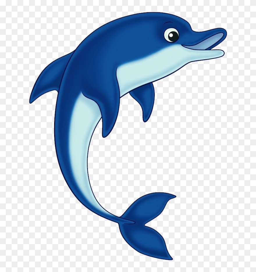 dolphin clipart cool
