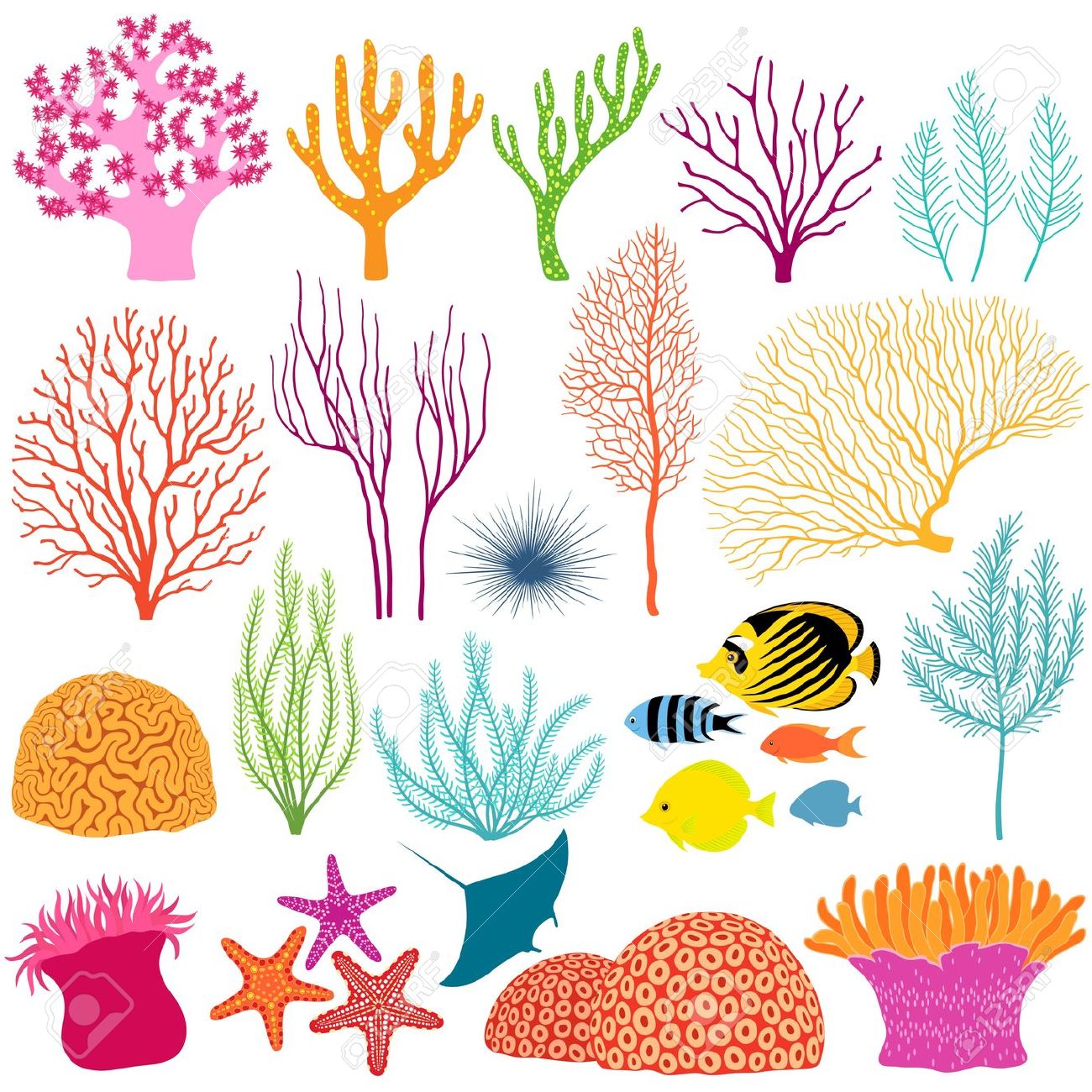 Coral clipart. Underwater 