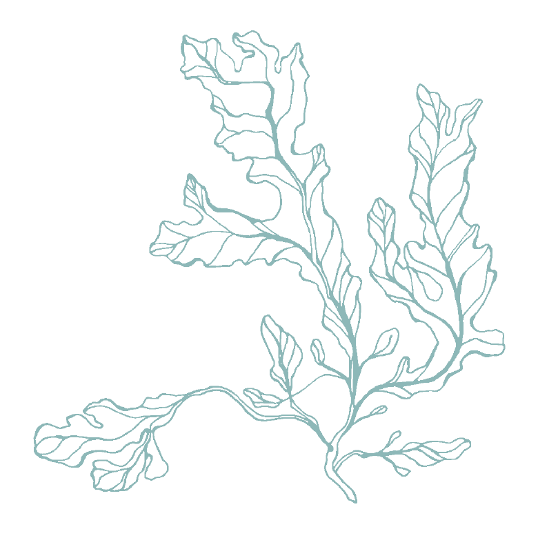 algae clipart sketch