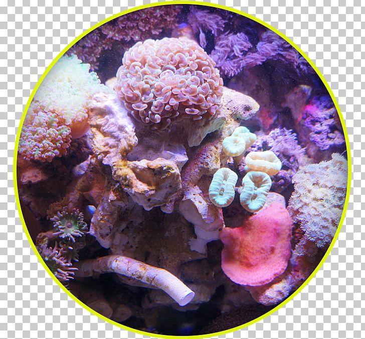 coral clipart aquaculture