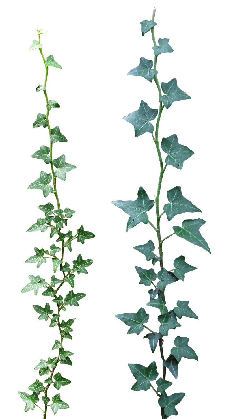 Grapevine climber plant