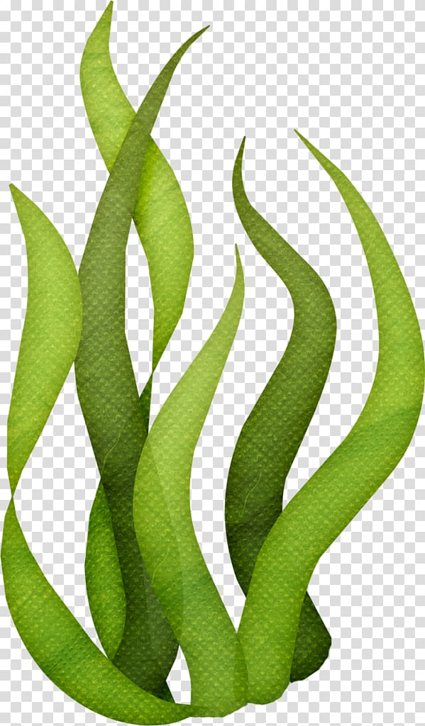 grass clipart seaweed