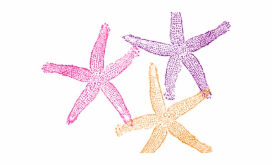 Coral clipart baby starfish. Turquoise transparent png download