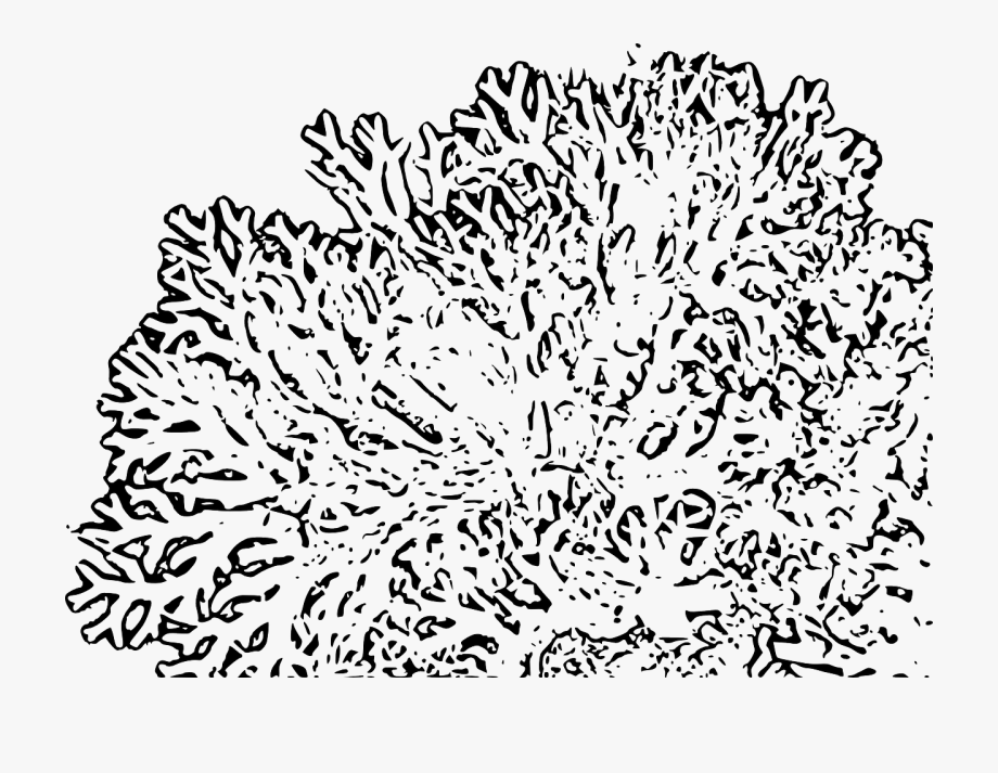 coral clipart black and white