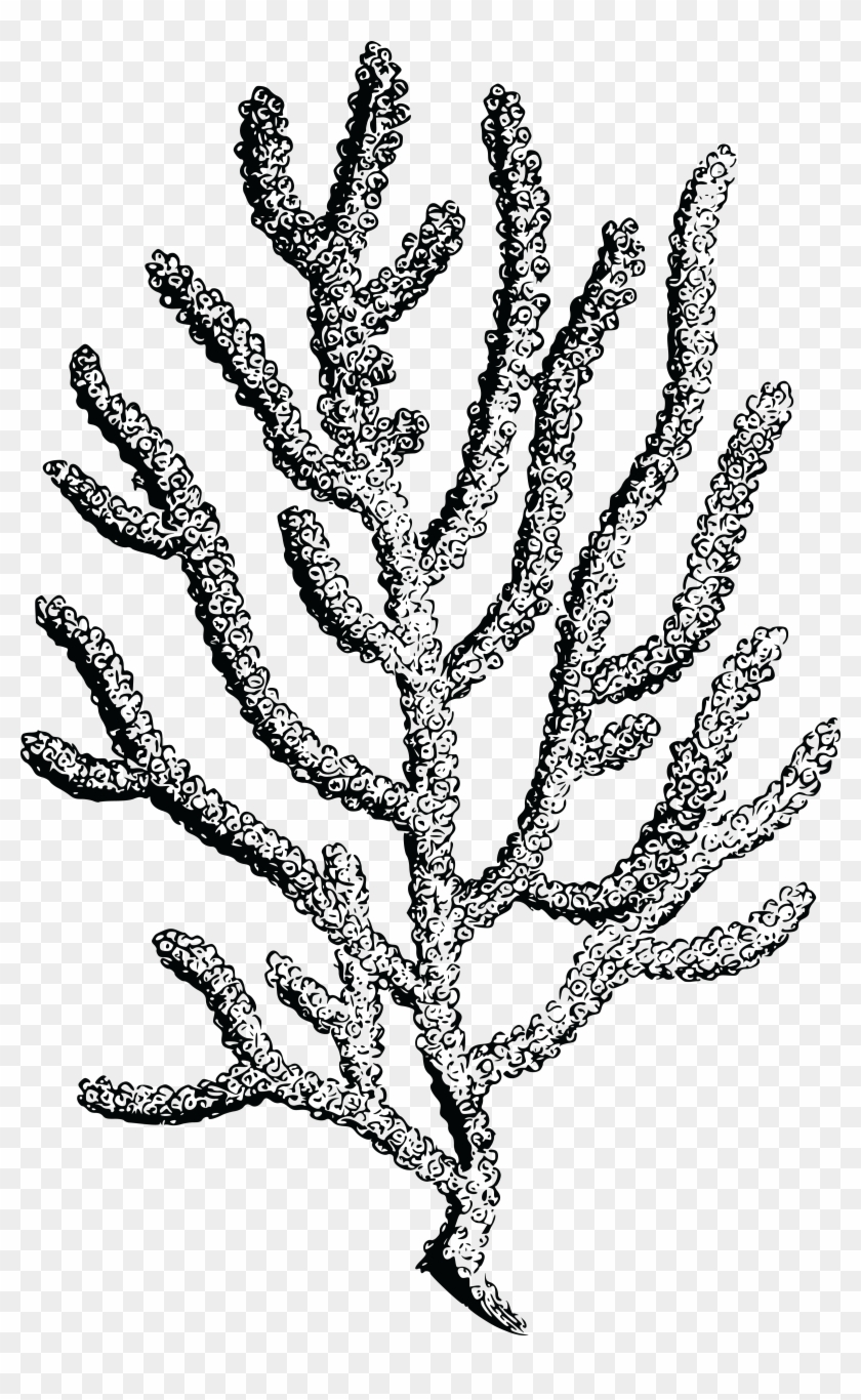 coral clipart black and white