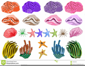 coral clipart brain coral