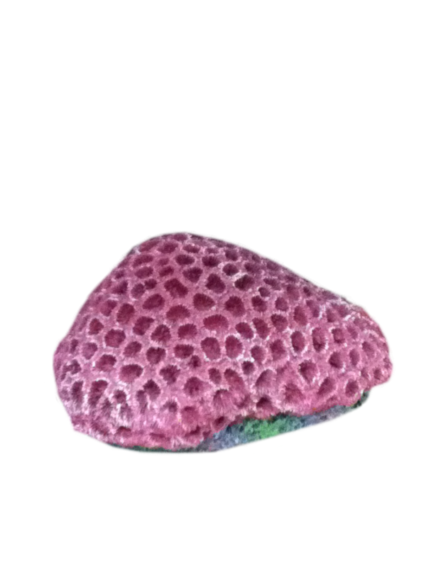 Coral brain coral