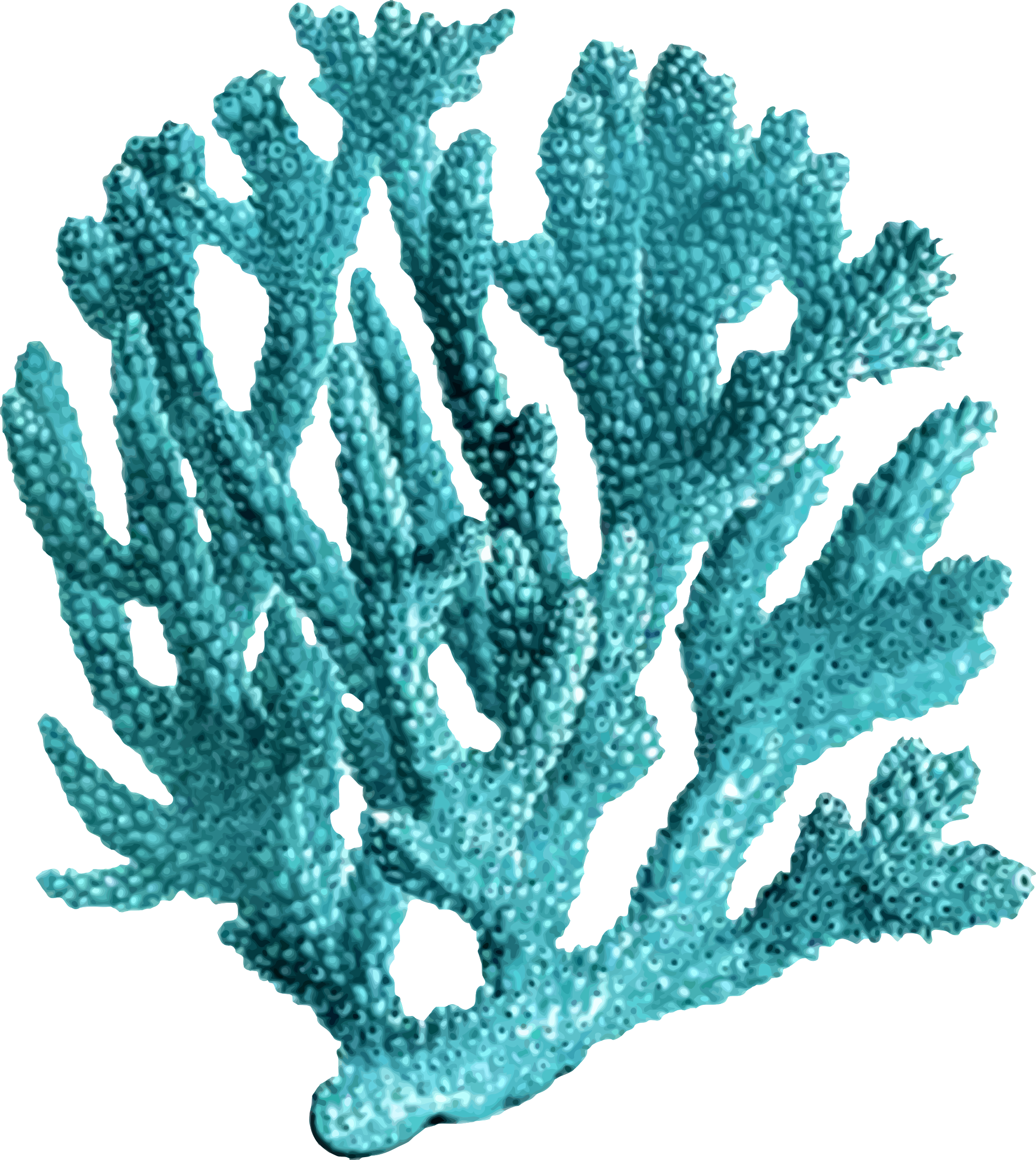 coral clipart colorful coral