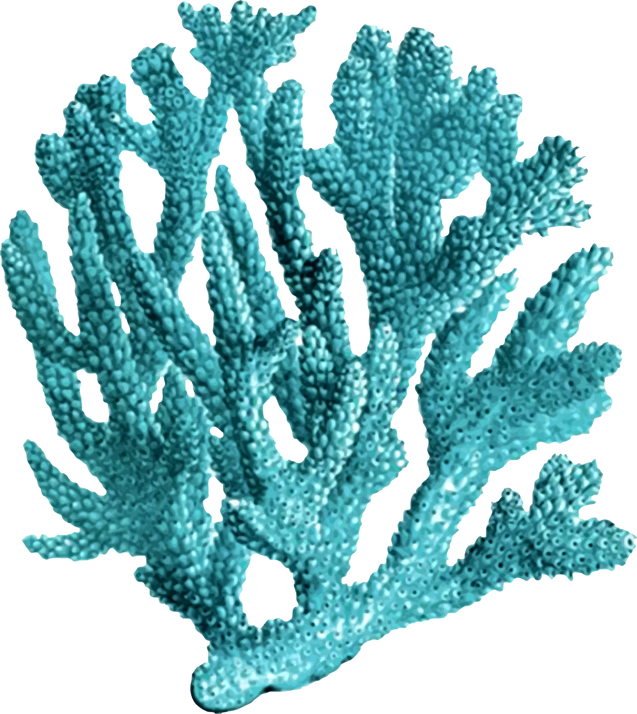 Coral Clipart Colourful Coral Coral Colourful Coral Transparent Free