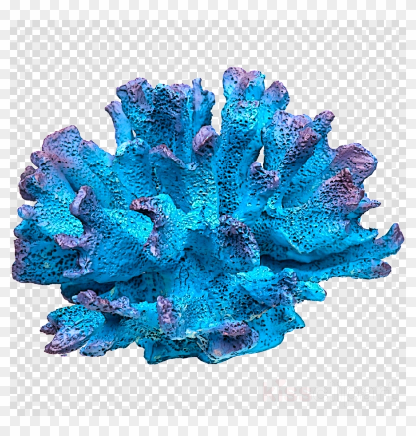 coral clipart coral bleaching