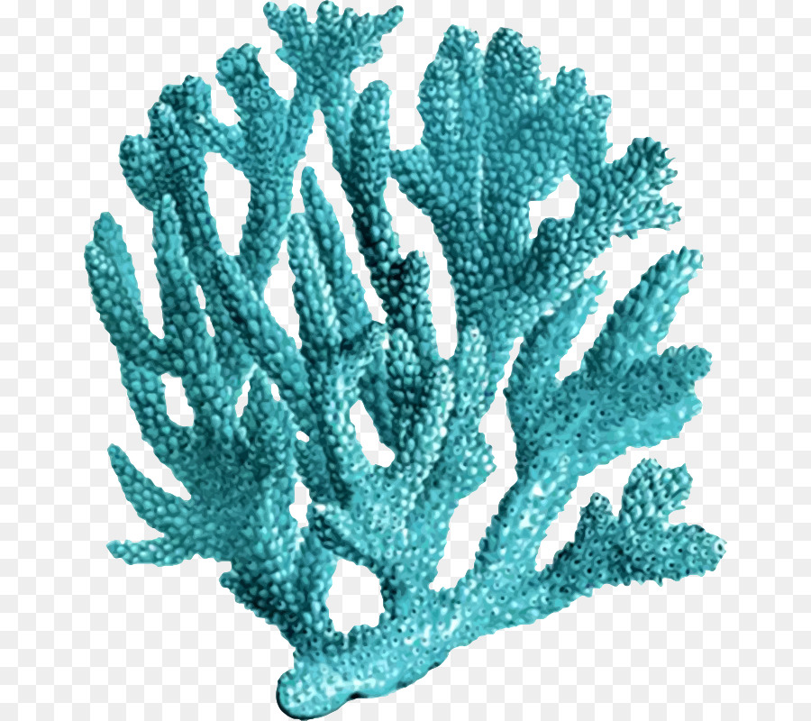 coral clipart coral polyp