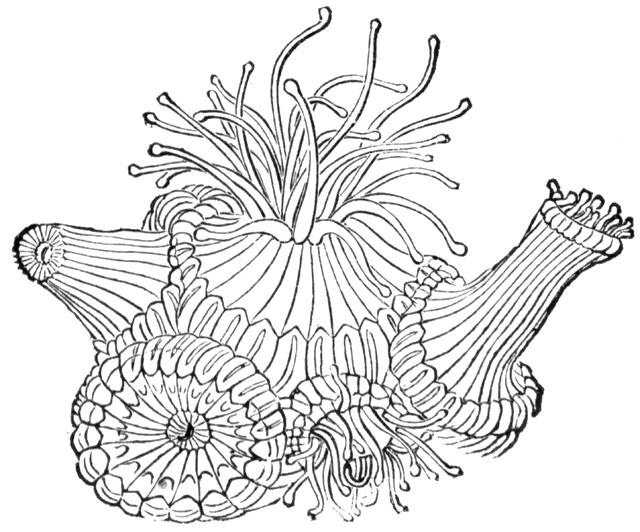 coral clipart coral polyp