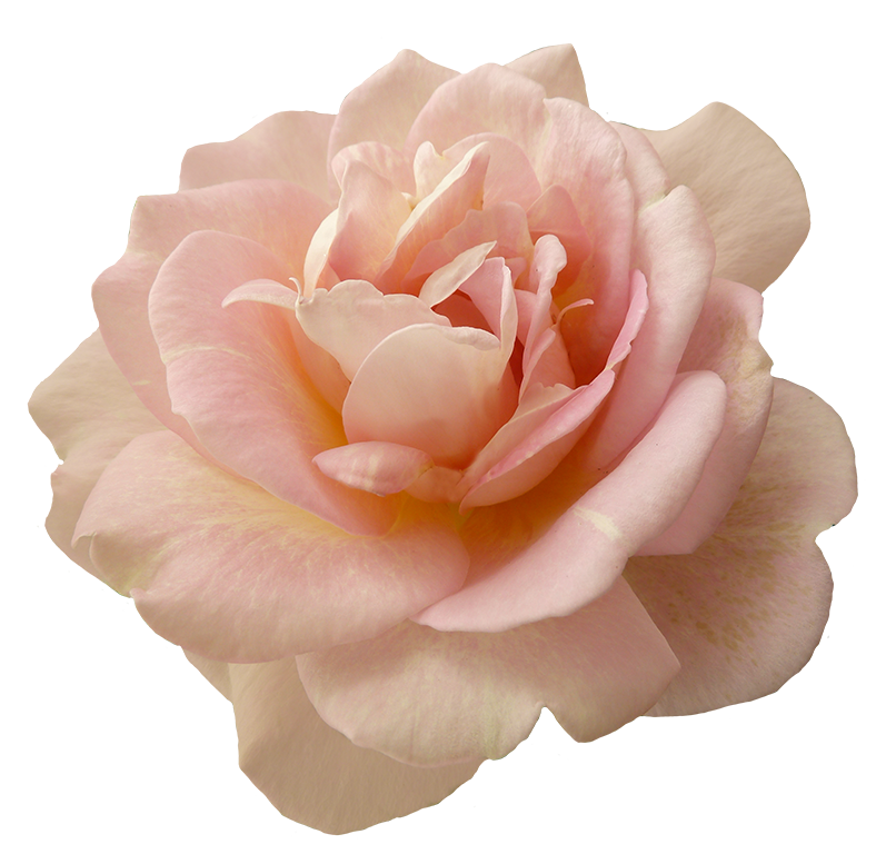 Image result for flowers. Pink flower png