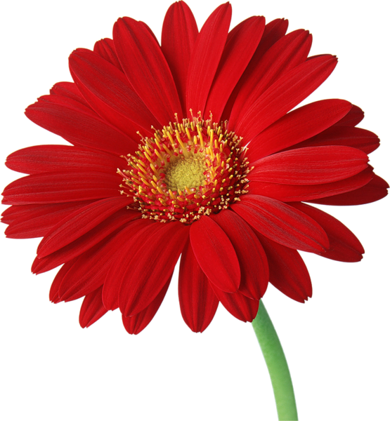 daisies clipart wilted