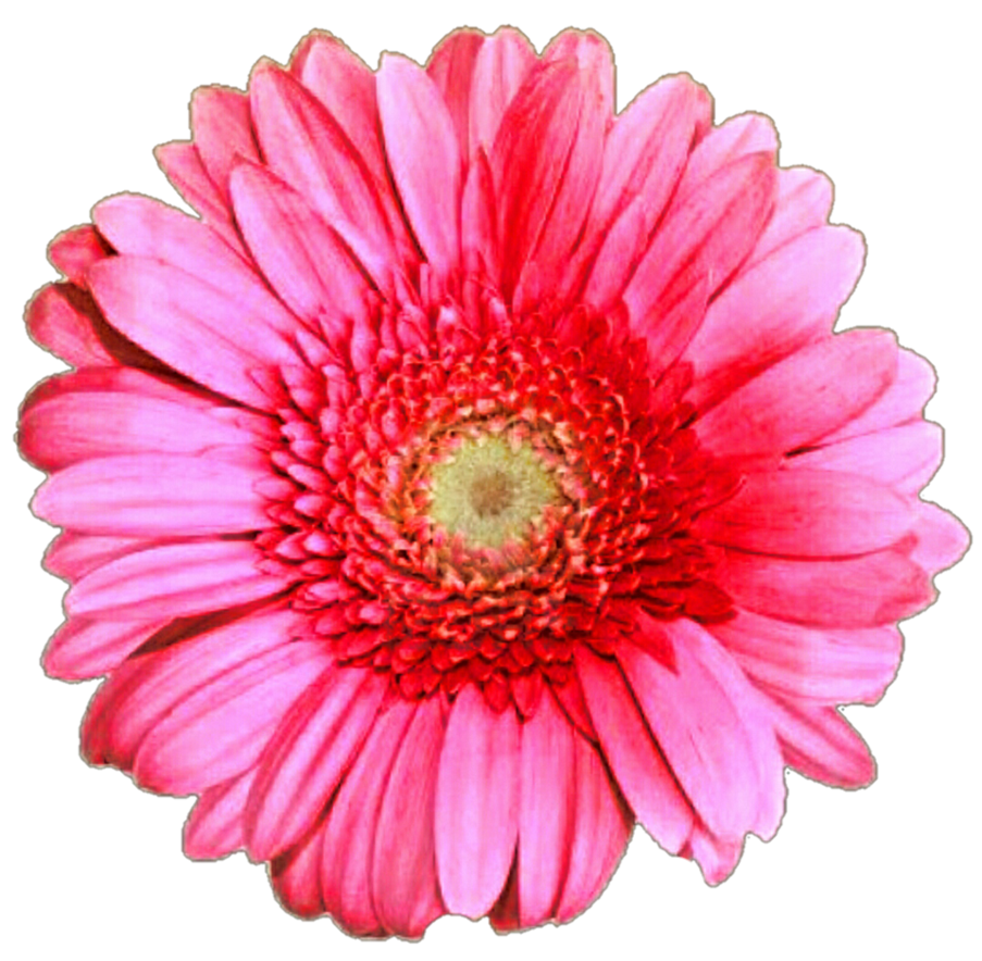 daisy clipart gerber daisy
