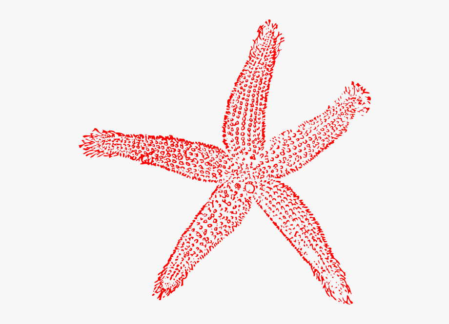 coral clipart drawn