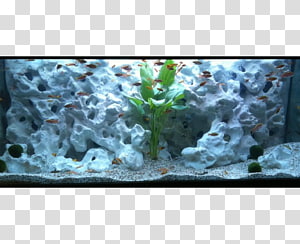coral clipart fish tank rock