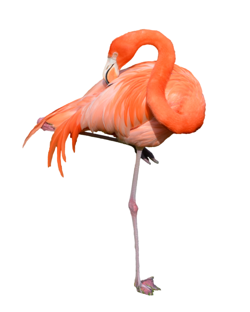 love clipart flamingo