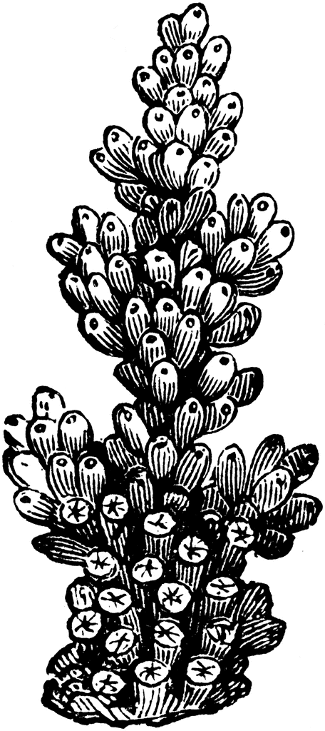 coral clipart madrepore