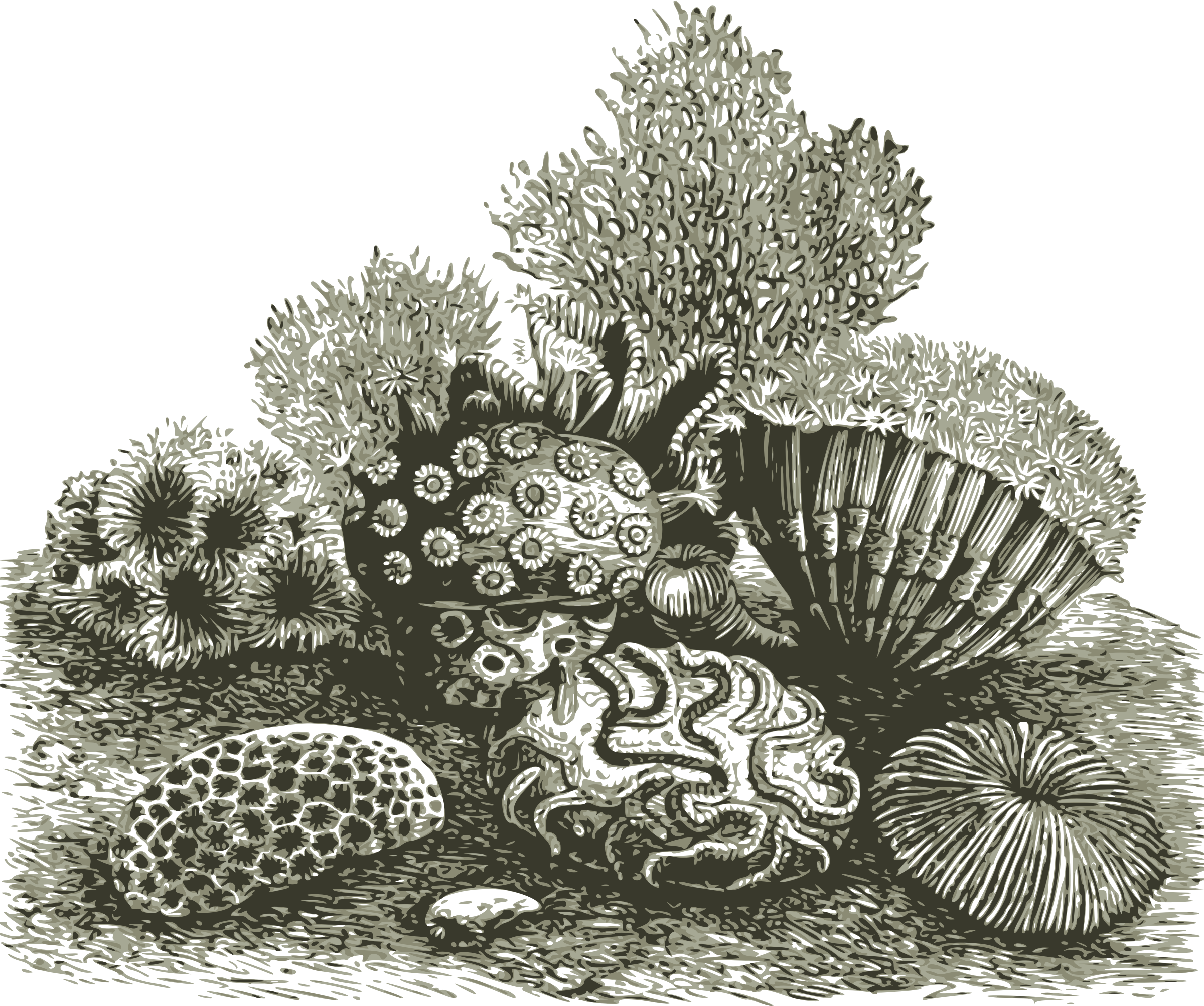 coral clipart madrepore