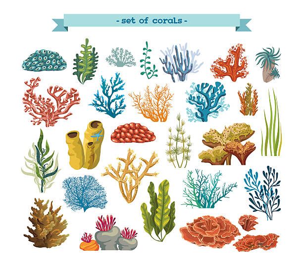 coral clipart marine plant