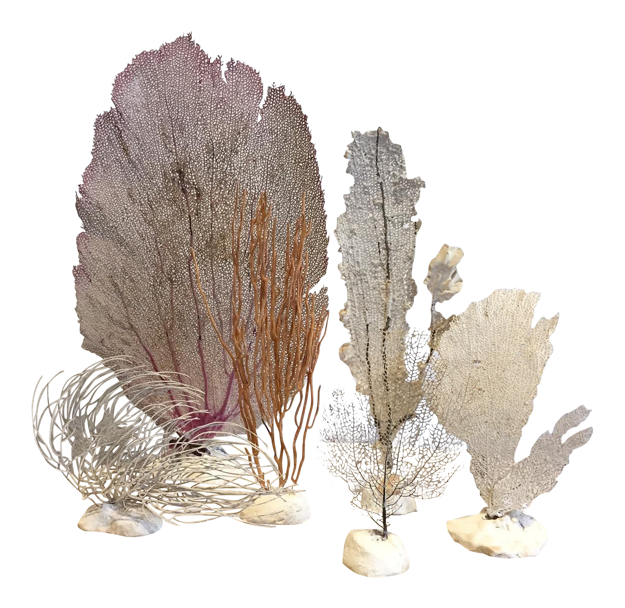 Vintage grouping of sea. Coral clipart ocean plant life