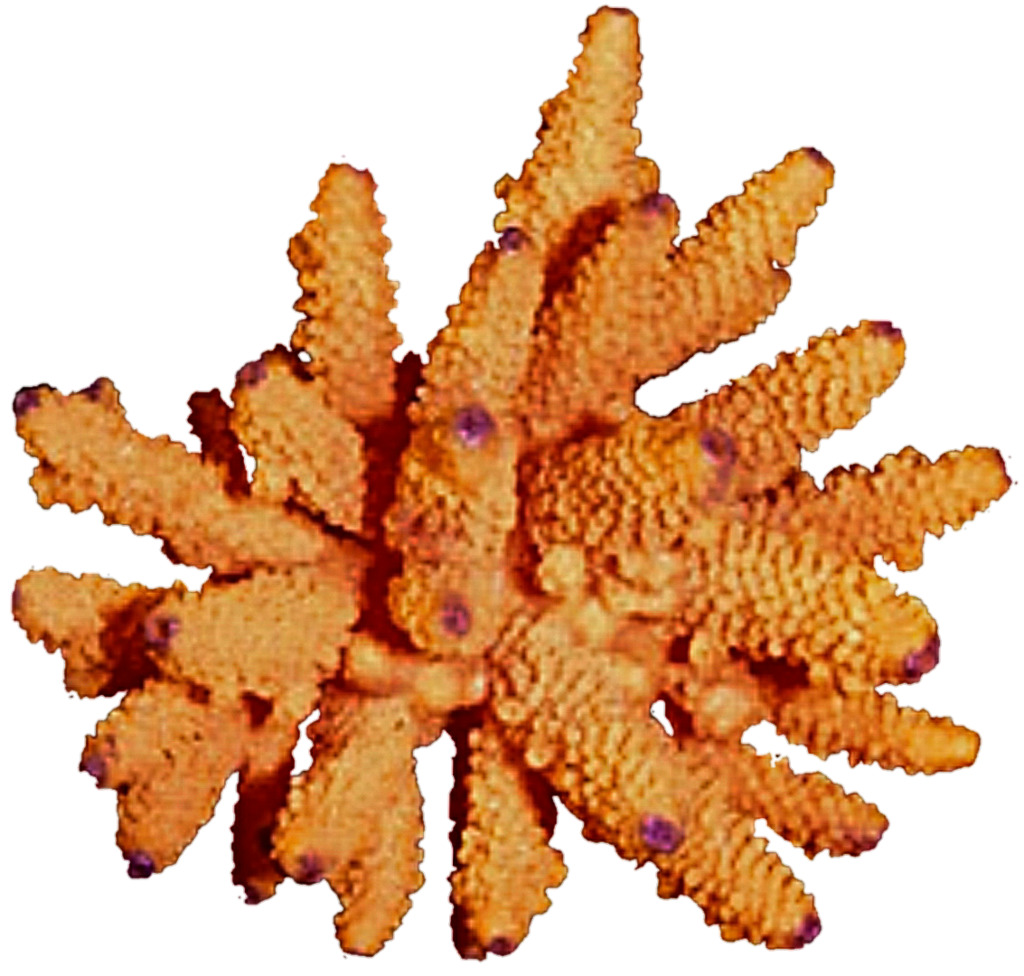 coral clipart orange coral