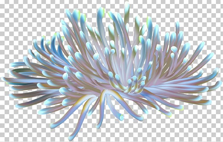 coral clipart sea anemone