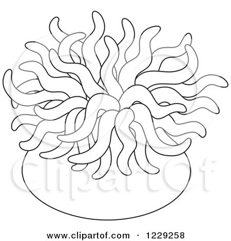 coral clipart sea anemone