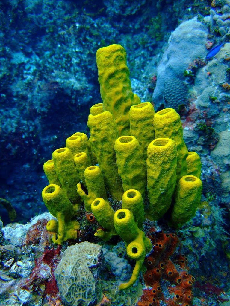 coral clipart sea sponge