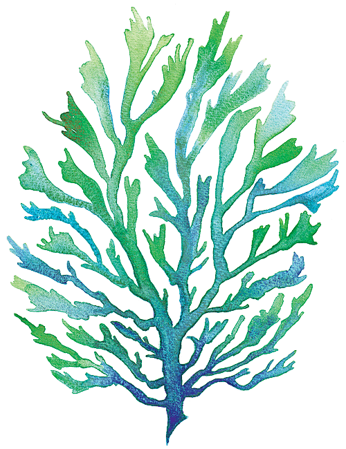 coral clipart seaweed