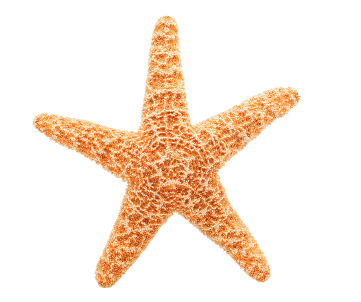 starfish clipart transparent background