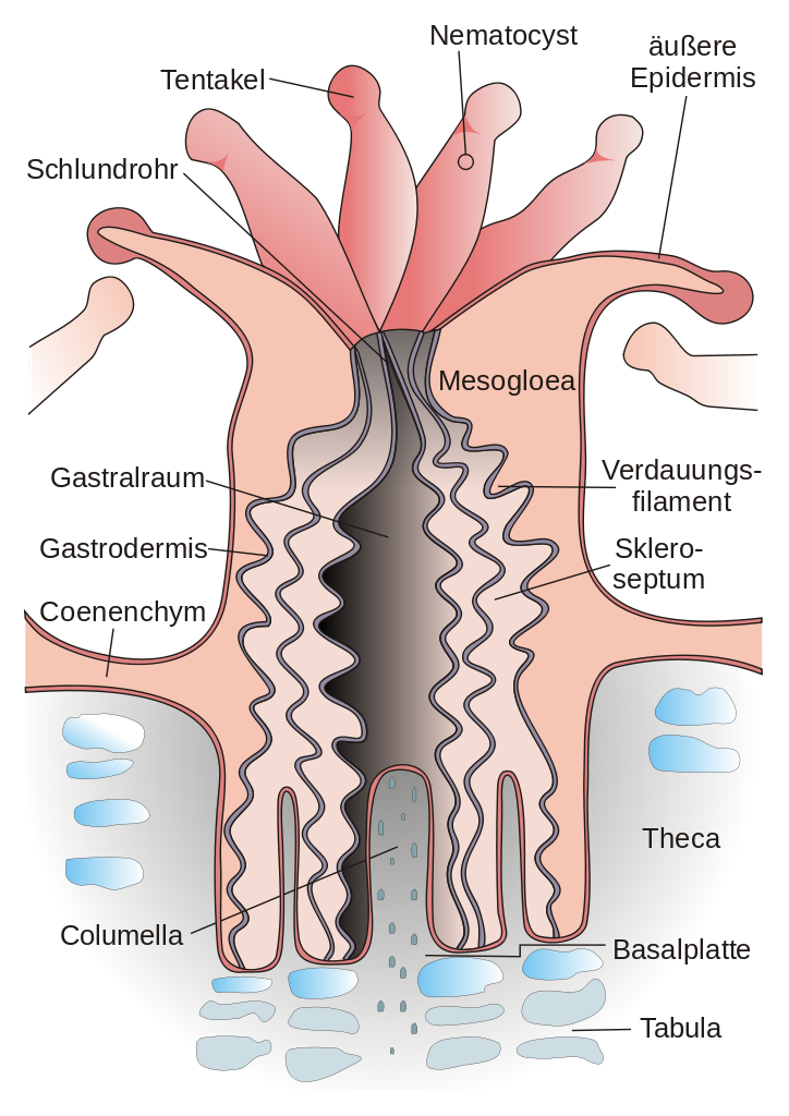 coral clipart staghorn coral