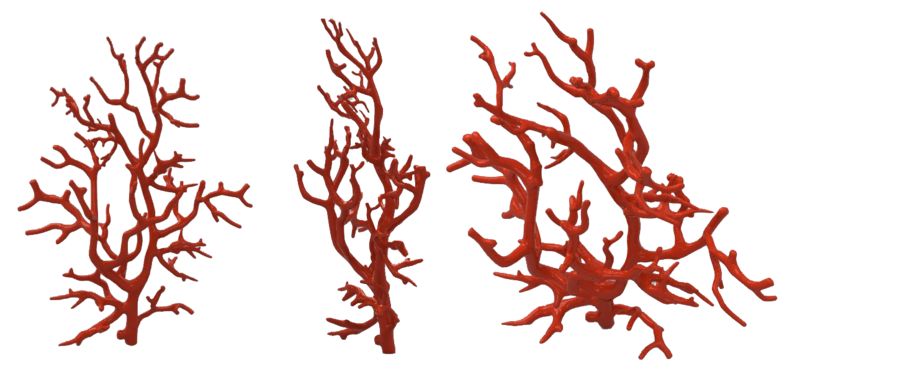 coral clipart staghorn coral
