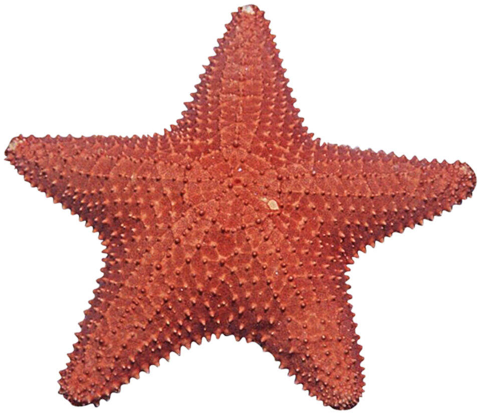 ocean clipart starfish