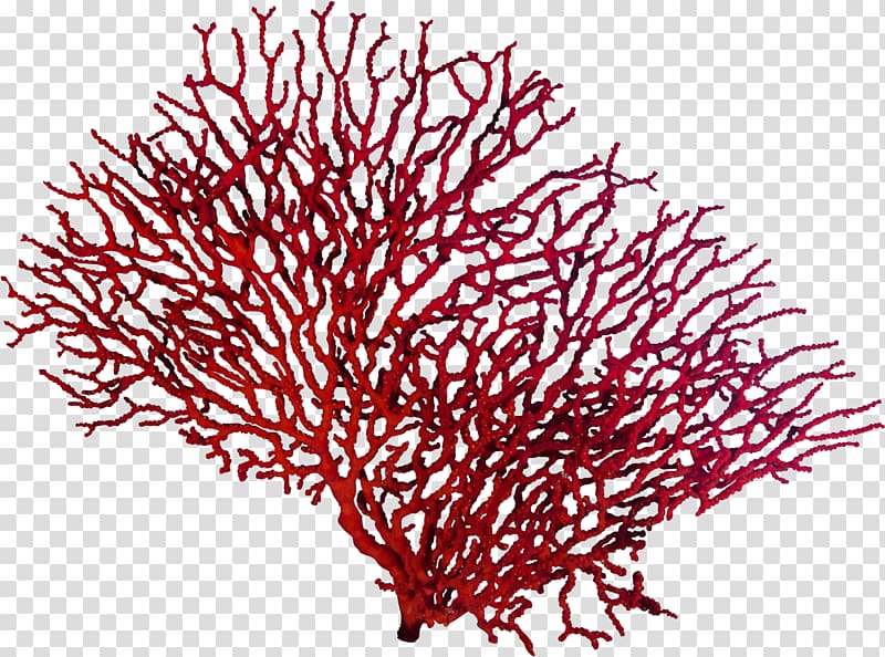 Red reef policy flag. Coral clipart transparent background