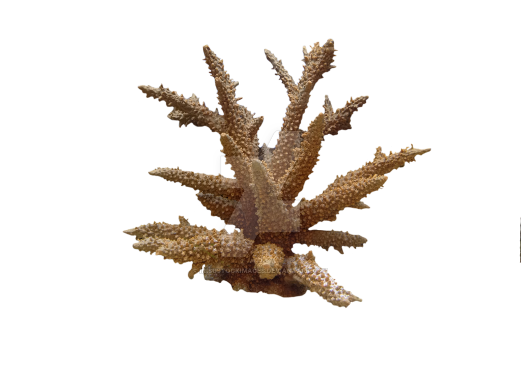 Coral underwate coral