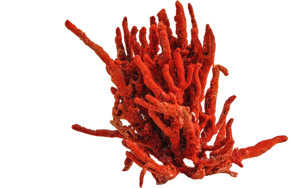 coral clipart underwater