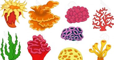coral clipart vector