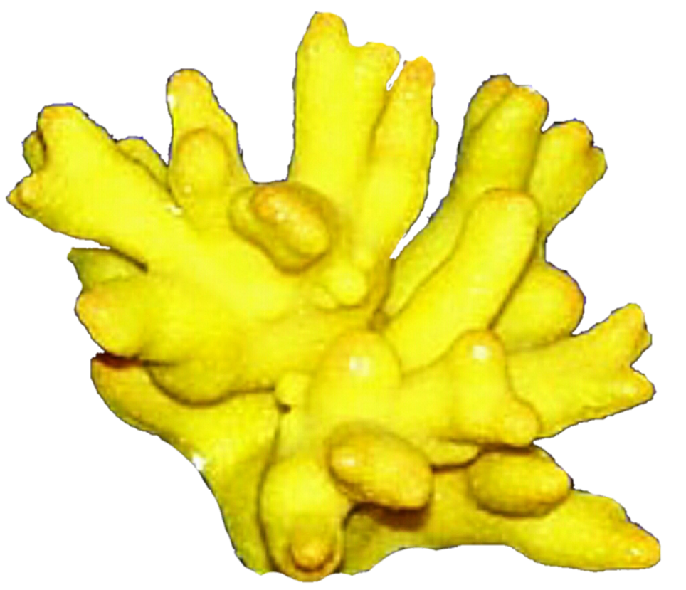 coral clipart yellow coral