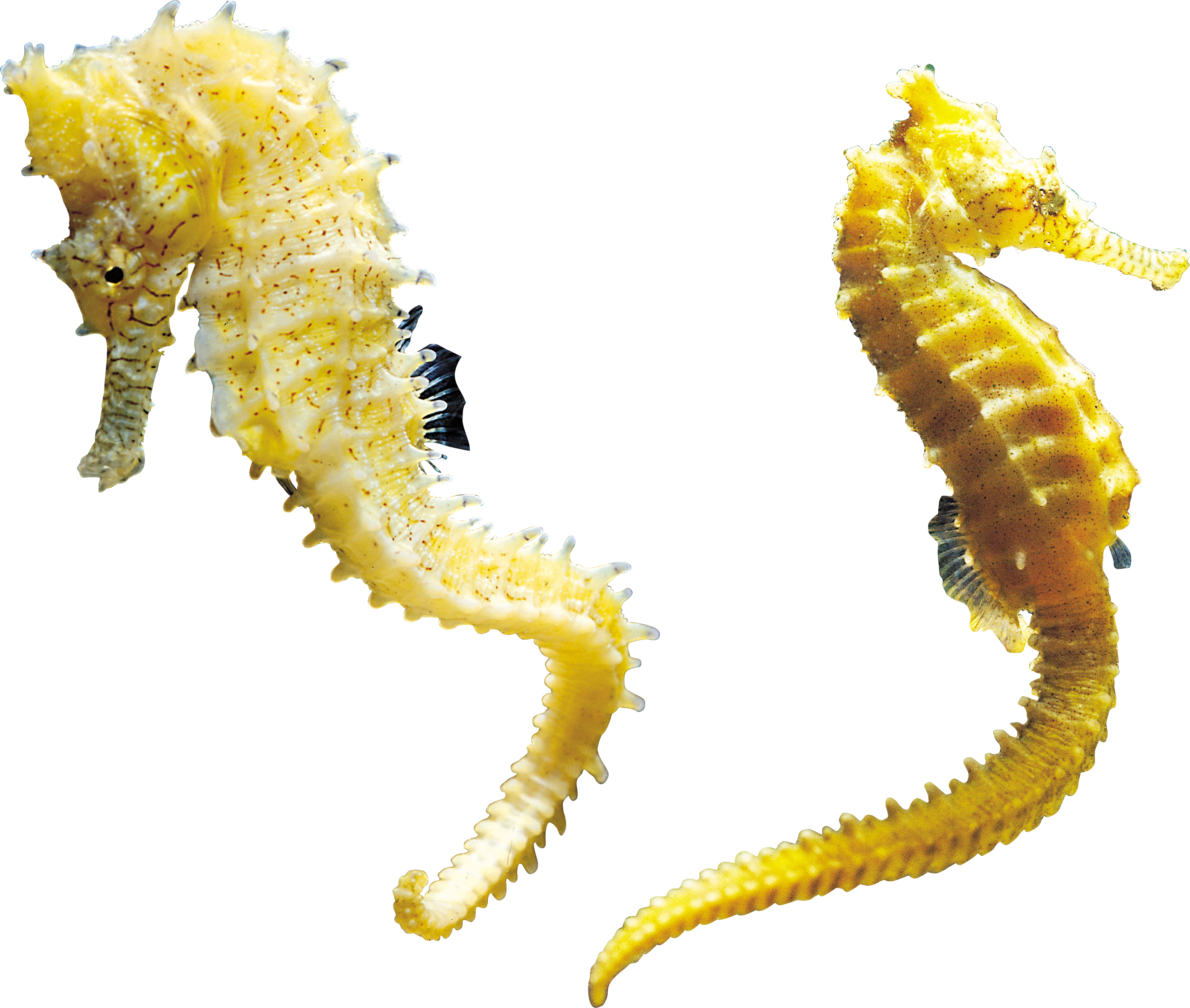 Png images free download. Coral clipart yellow seahorse